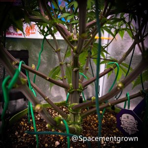 grow-with-medicgrow-smart8-spacementgrown-stems-1.jpg