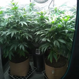 Peppermint Kush (I) Blueberry (r)