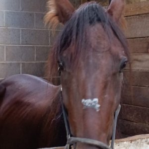 Horse/Weed making machine