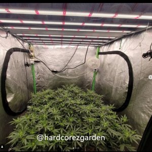 grow-with-medicgrow-fold8-hardcorez-1.jpg