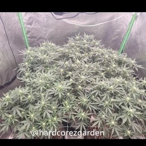 grow-with-medicgrow-fold8-hardcorez-3.jpg