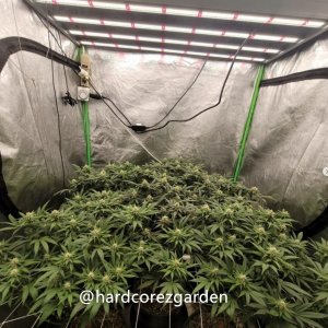 grow-with-medicgrow-fold8-hardcorez-5.jpg