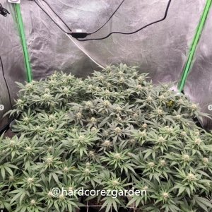 grow-with-medicgrow-fold8-hardcorez-6.jpg