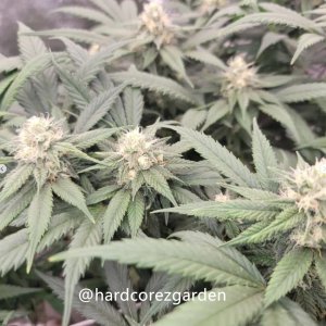 grow-with-medicgrow-fold8-hardcorez-7.jpg