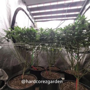 grow-with-medicgrow-fold8-hardcorez-8.jpg