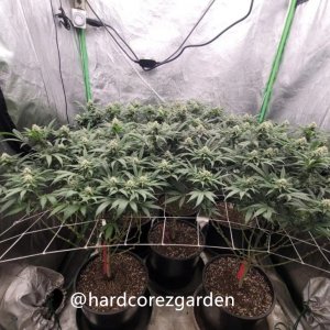 grow-with-medicgrow-fold8-hardcorez-9.jpg