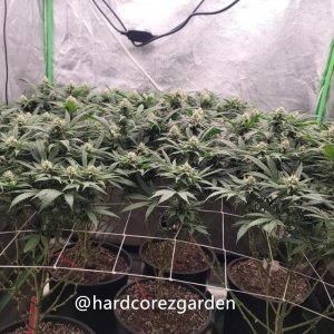 grow-with-medicgrow-fold8-hardcorez-10.jpg