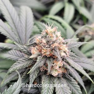 grow-with-medicgrow-fold8-hardcorez-11.jpg