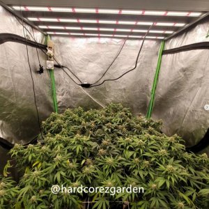 grow-with-medicgrow-fold8-hardcorez-12.jpg