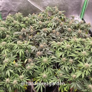 grow-with-medicgrow-fold8-hardcorez-13.jpg