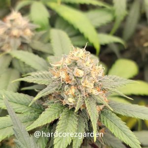 grow-with-medicgrow-fold8-hardcorez-14.jpg