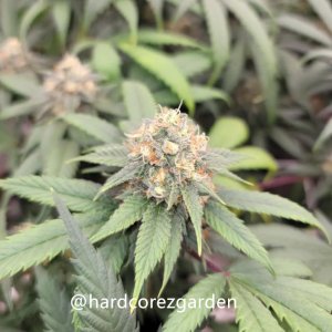 grow-with-medicgrow-fold8-hardcorez-15.jpg