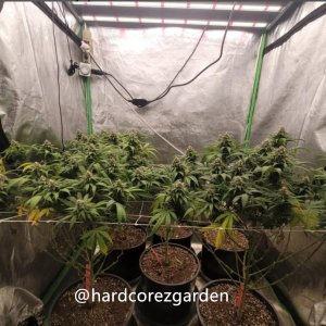 grow-with-medicgrow-fold8-hardcorez-16.jpg