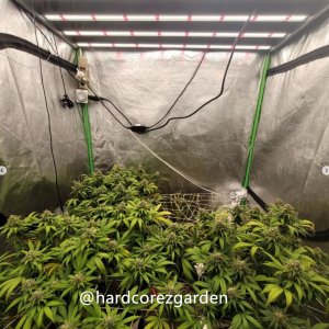 grow-with-medicgrow-fold8-hardcorez-17.jpg