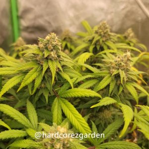 grow-with-medicgrow-fold8-hardcorez-18.jpg