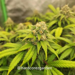 grow-with-medicgrow-fold8-hardcorez-19.jpg