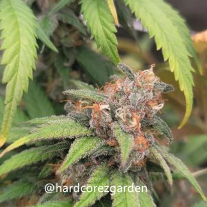 grow-with-medicgrow-fold8-hardcorez-20.jpg