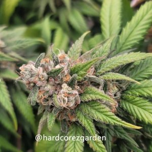 grow-with-medicgrow-fold8-hardcorez-21.jpg