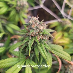 grow-with-medicgrow-fold8-hardcorez-22.jpg