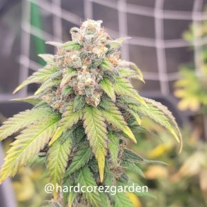 grow-with-medicgrow-fold8-hardcorez-23.jpg