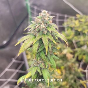 grow-with-medicgrow-fold8-hardcorez-24.jpg