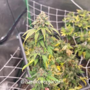 grow-with-medicgrow-fold8-hardcorez-25.jpg