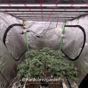 grow-with-medicgrow-fold8-hardcorezgarden.jpg