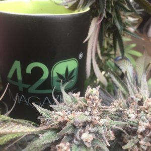 Cheers, 420 Magazine!