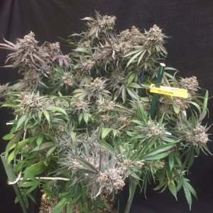 Chemdog’91, day 71