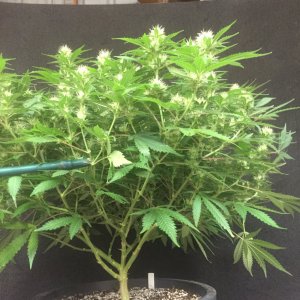 Girl Scout Cookies lower canopy