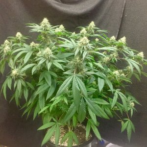 Star Killer OG, day 42