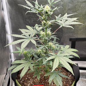 medicgrow-fold8-day44-kush-1.jpg