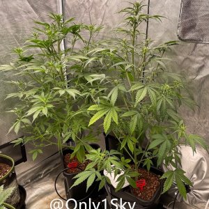 medicgrow-fold8-day44-kush-2.jpg