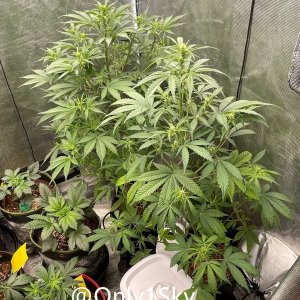 medicgrow-fold8-day44-kush-3.jpg