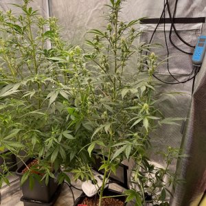 medicgrow-fold8-day51-kush-2.jpg