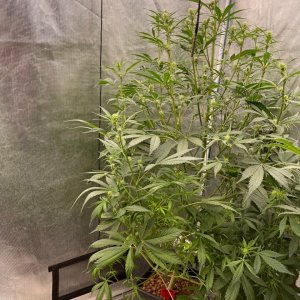 medicgrow-fold8-day51-kush-3.jpg