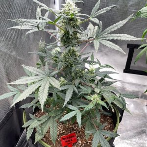 medicgrow-fold8-day51-kush-4.jpg