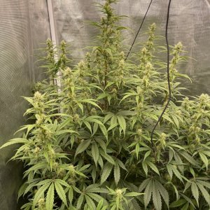 medicgrow-fold8-day60-kush-1.jpg