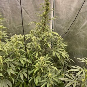 medicgrow-fold8-day60-kush-2.jpg