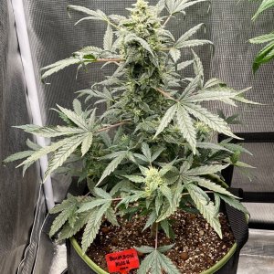 medicgrow-fold8-day60-kush-3.jpg