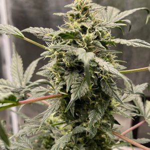 medicgrow-fold8-day60-kush-4.jpg