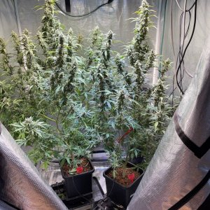 medicgrow-fold8-day74-kush.jpg