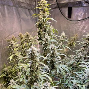 medicgrow-fold8-day74-kush-1.jpg