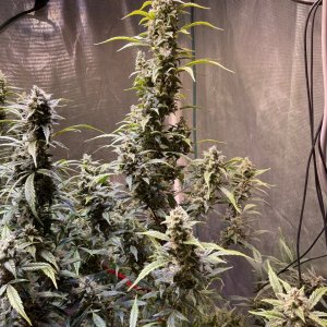 medicgrow-fold8-day74-kush-2.jpg