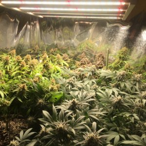 Meds under LEDs