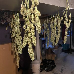 Winter Sativa in the Rafters