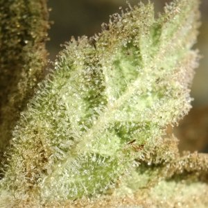 Mango Sherbert - back of sugar leaf