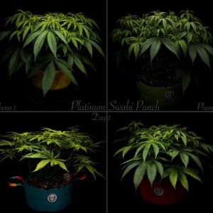 grow-with-medicgrow-smart8-spacementgrown-day1flower.jpg