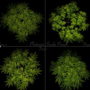 grow-with-medicgrow-smart8-spacementgrown-day1flower-1.jpg