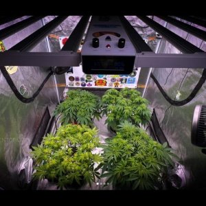 grow-with-medicgrow-smart8-spacementgrown-day2flower.jpg